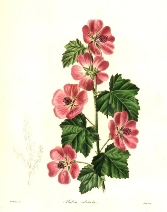Framed Print : Sweet-scented mallow, Malva odorata Framed Print : Sweet-scented mallow, Malva odorata