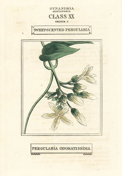 Sweet-scented pergularia, Pergularia odoratissima