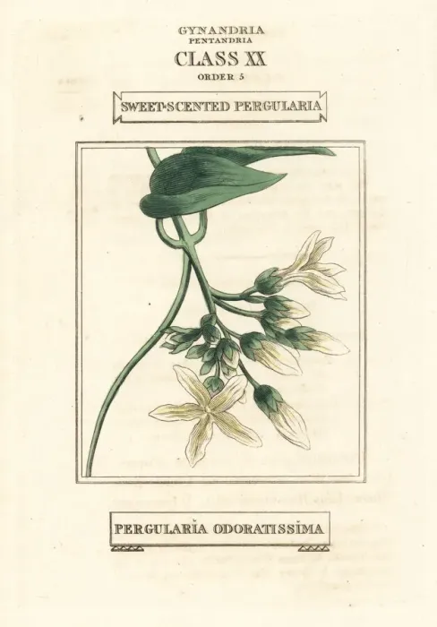 Framed Print : Sweet-scented pergularia, Pergularia odoratissima Framed Print : Sweet-scented pergularia, Pergularia odoratissima
