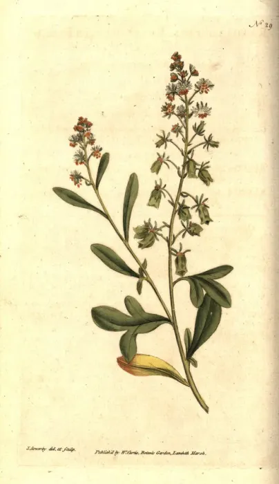 Framed Print : Sweet-scented reseda or mignonette, Reseda odorata Framed Print : Sweet-scented reseda or mignonette, Reseda odorata