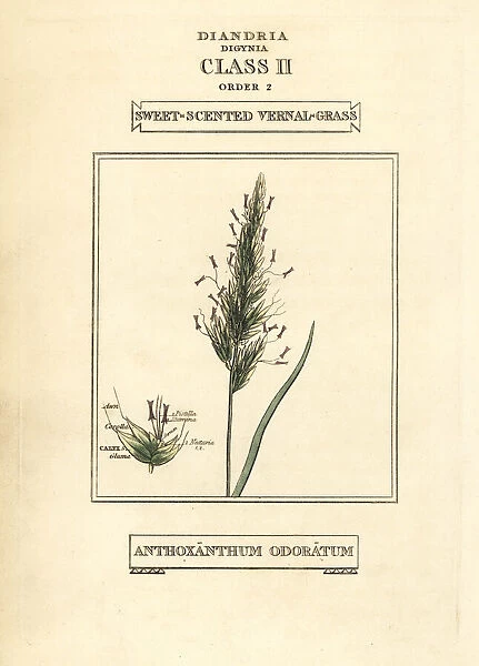 Sweet-scented vernal grass, Anthoxanthum odoratum
