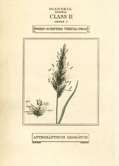 Framed Print : Sweet-scented vernal grass, Anthoxanthum odoratum Framed Print : Sweet-scented vernal grass, Anthoxanthum odoratum