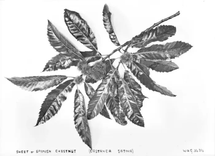 Framed Print : Sweet Or Spanish Chestnut (Castanea Sativa) Framed Print : Sweet Or Spanish Chestnut (Castanea Sativa)