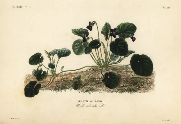 Framed Print : Sweet violet or garden violet, Viola odorata Framed Print : Sweet violet or garden violet, Viola odorata