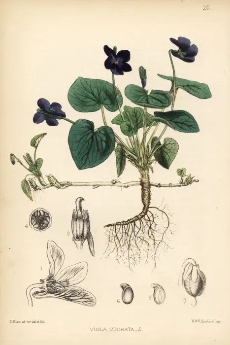 Framed Print : Sweet violet, Viola odorata Framed Print : Sweet violet, Viola odorata