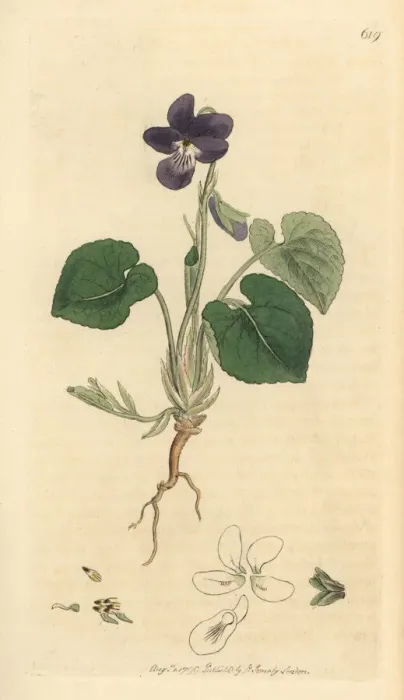 Framed Print : Sweet violet, Viola odorata Framed Print : Sweet violet, Viola odorata