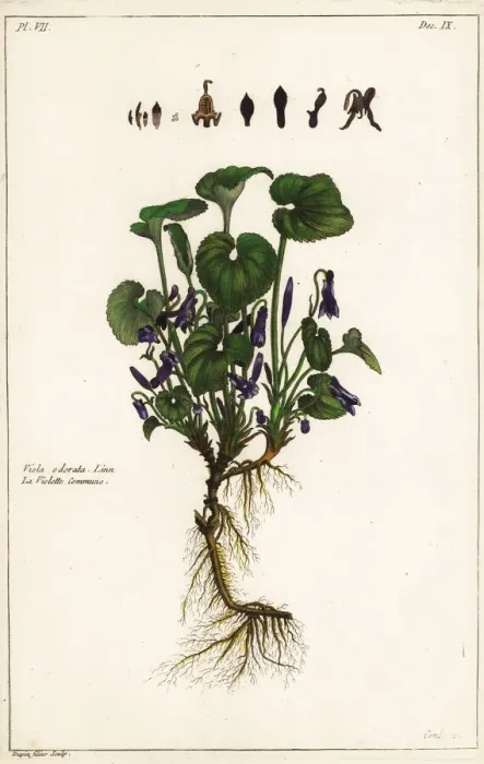 Framed Print : Sweet violet, Viola odorata Framed Print : Sweet violet, Viola odorata