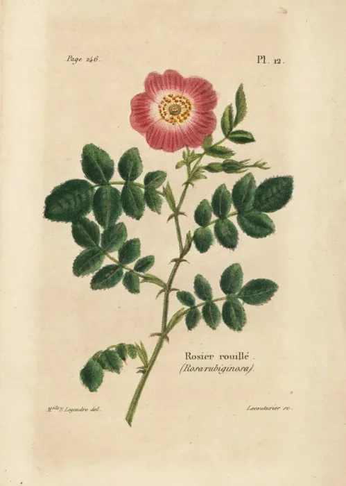 Framed Print : Sweetbriar rose, Rosier rouille, Rosa rubiginosa Framed Print : Sweetbriar rose, Rosier rouille, Rosa rubiginosa