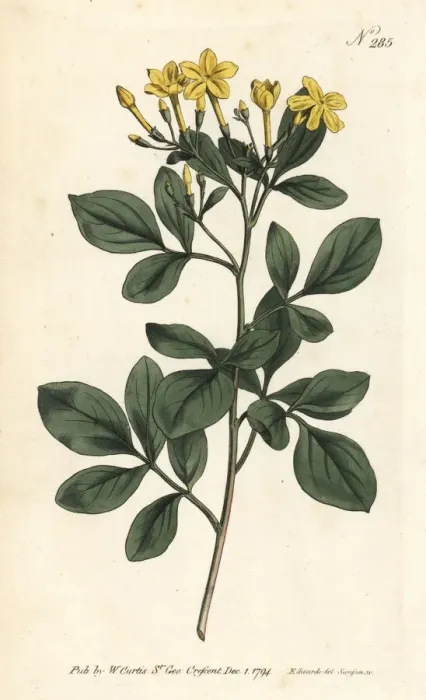 Framed Print : Sweetest jasmine, Jasminum odoratissimum Framed Print : Sweetest jasmine, Jasminum odoratissimum