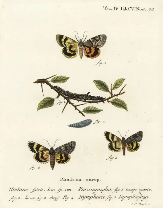 Framed Print : Sweetfern underwing and oak yellow underwing Framed Print : Sweetfern underwing and oak yellow underwing