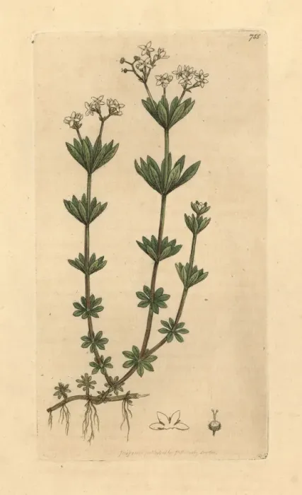 Framed Print : Sweetscented bedstraw, Galium odoratum