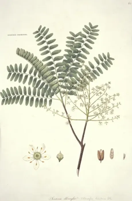 Framed Print : Swietenia chloroxylon, mahogany Framed Print : Swietenia chloroxylon, mahogany