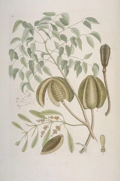 Swietenia sp. mahogony tree