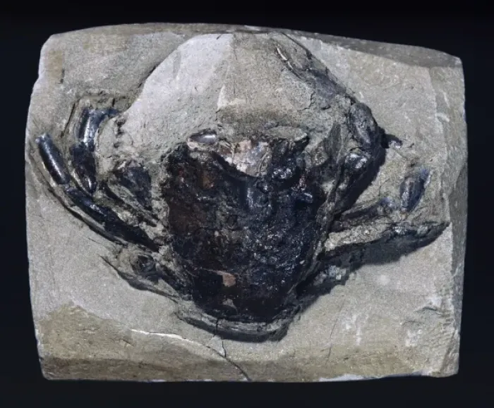 Framed Print : Swimming crab fossil Framed Print : Swimming crab fossil
