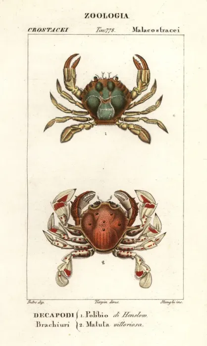 Framed Print : Swimming crab and moon crab Framed Print : Swimming crab and moon crab