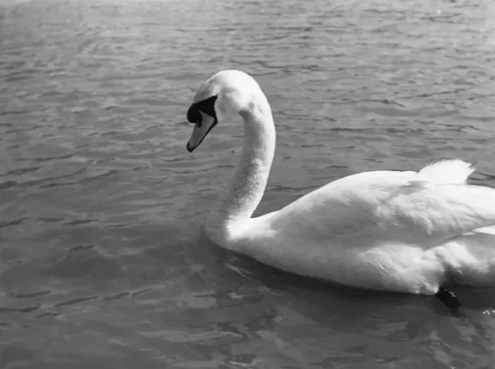 Framed Print : Swimming Swan Framed Print : Swimming Swan