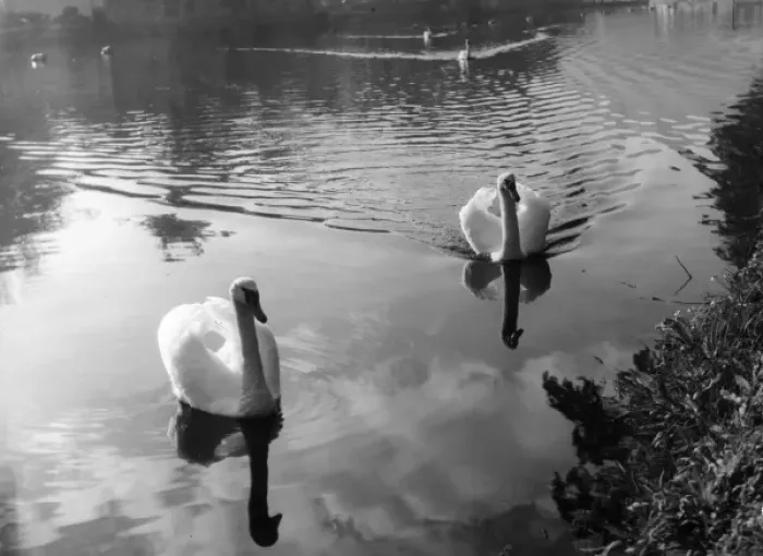Framed Print : Swimming Swans Framed Print : Swimming Swans
