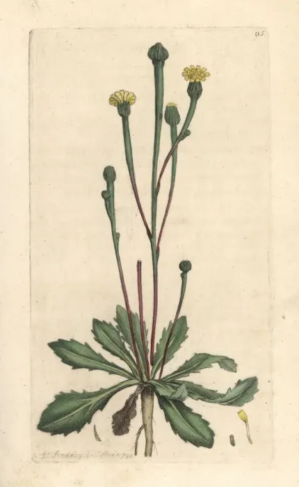 Framed Print : Swines succory, Arnoseris minima Framed Print : Swines succory, Arnoseris minima