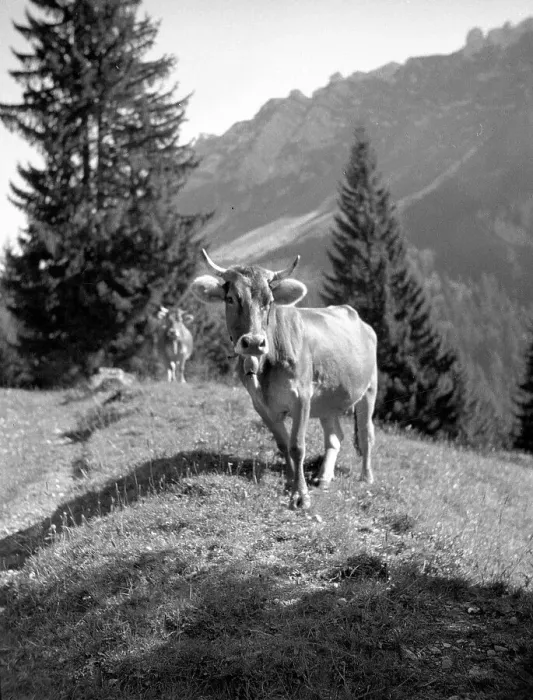 Framed Print : Swiss Alps: alpine view Framed Print : Swiss Alps: alpine view