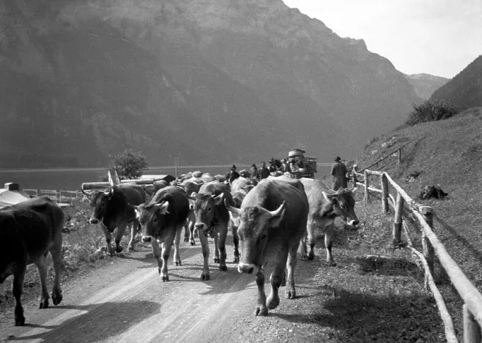 Framed Print : Swiss Alps: herding the cows Framed Print : Swiss Alps: herding the cows