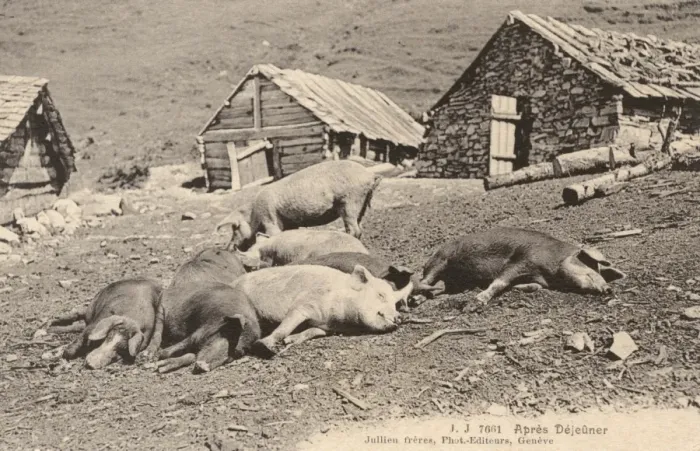 Framed Print : Switzerland - Pigs take a nap after lunch Framed Print : Switzerland - Pigs take a nap after lunch