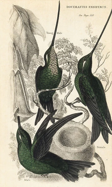 Sword-billed hummingbird, Ensifera ensifera