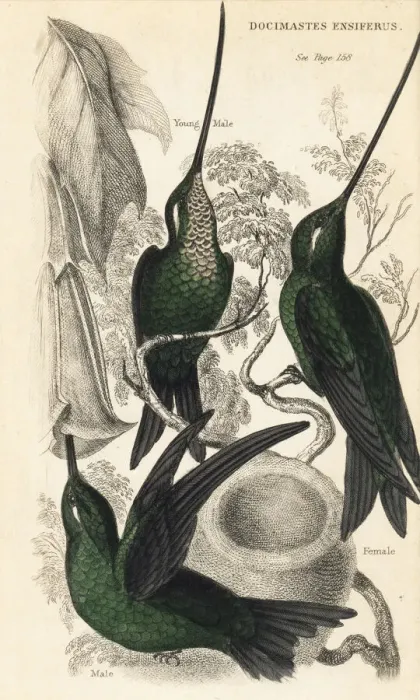 Framed Print : Sword-billed hummingbird, Ensifera ensifera Framed Print : Sword-billed hummingbird, Ensifera ensifera