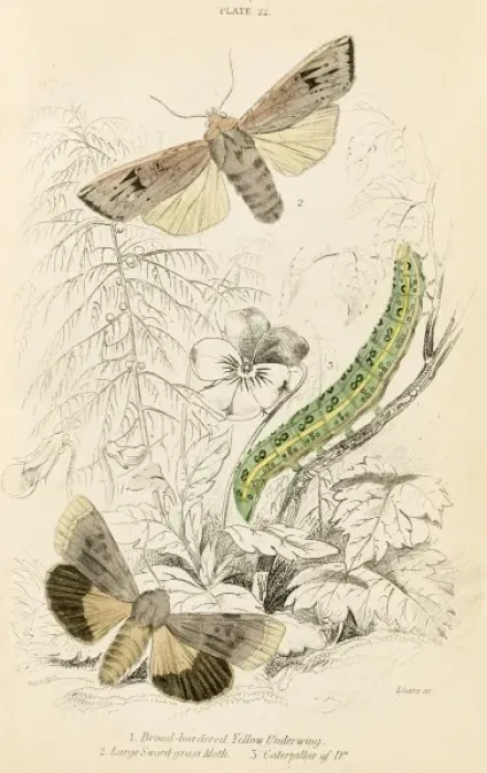 Framed Print : Sword Grass Moth, Y. Und Framed Print : Sword Grass Moth, Y. Und