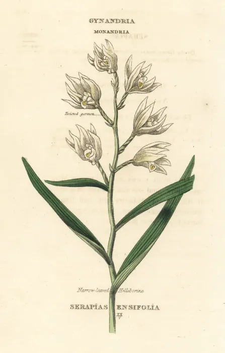 Framed Print : Sword-leaved helleborine, Cephalanthera longifolia Framed Print : Sword-leaved helleborine, Cephalanthera longifolia