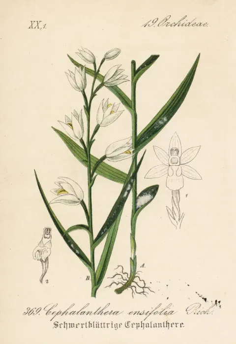 Framed Print : Sword-leaved helleborine, Cephalanthera longifolia Framed Print : Sword-leaved helleborine, Cephalanthera longifolia