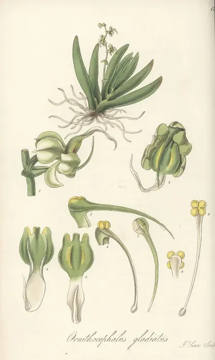 Framed Print : Sword-leaved ornithocephalus orchid, Ornithocephalus gladiatus Framed Print : Sword-leaved ornithocephalus orchid, Ornithocephalus gladiatus