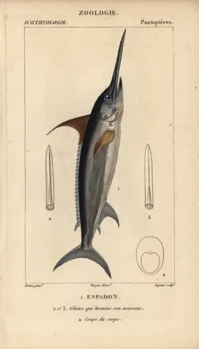Framed Print : Swordfish, Xiphias gladius Framed Print : Swordfish, Xiphias gladius