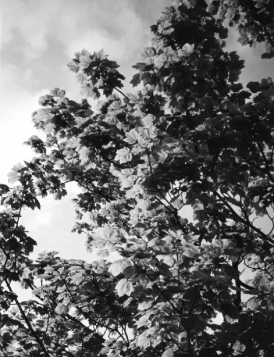 Framed Print : Sycamore Leaves Framed Print : Sycamore Leaves