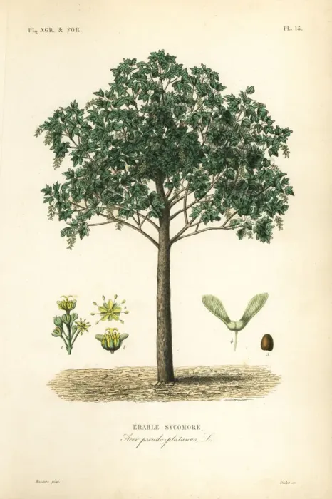 Framed Print : Sycamore maple tree, Acer pseudoplatanas Framed Print : Sycamore maple tree, Acer pseudoplatanas
