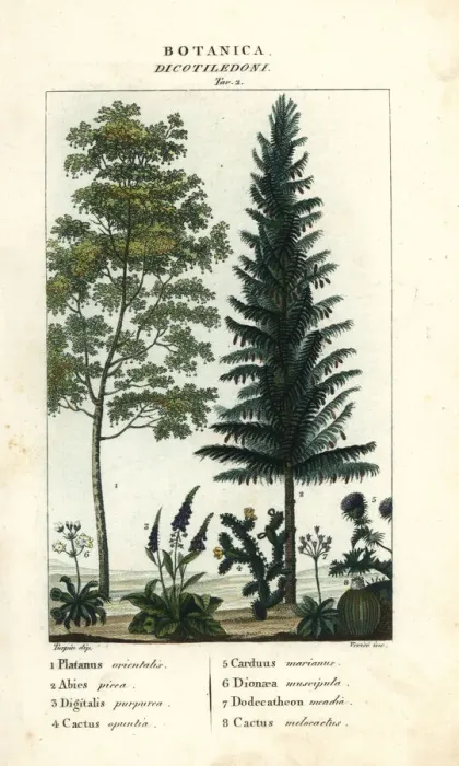 Framed Print : Sycamore, silver fir, foxglove, prickly pear, etc Framed Print : Sycamore, silver fir, foxglove, prickly pear, etc