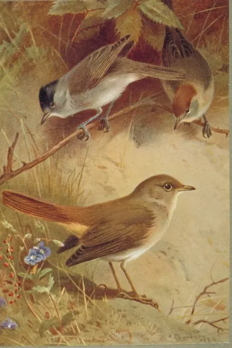 Framed Print : Sylvia atricapilla, blackcap, Luscinia megarhynchos, common Framed Print : Sylvia atricapilla, blackcap, Luscinia megarhynchos, common