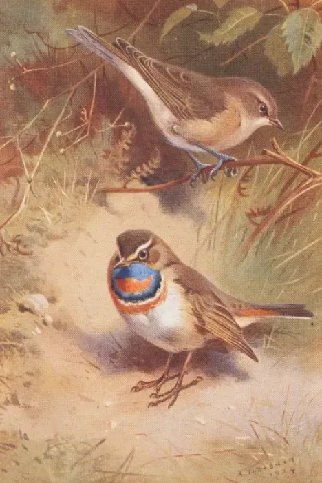 Framed Print : Sylvia borin, garden warbler, Luscinia svecica, bluethroat Framed Print : Sylvia borin, garden warbler, Luscinia svecica, bluethroat