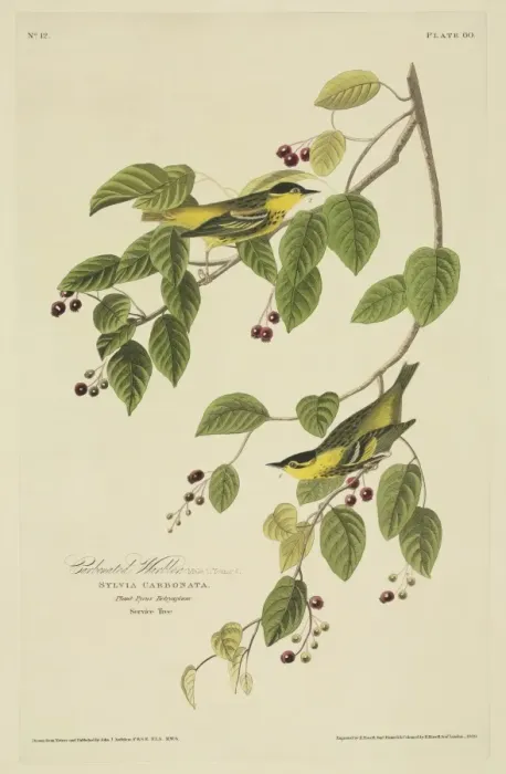 Framed Print : Sylvia Carbanta, carbonated warbler Framed Print : Sylvia Carbanta, carbonated warbler
