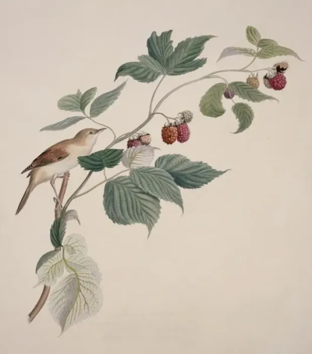 Framed Print : Sylvia communis, greater whitethroat Framed Print : Sylvia communis, greater whitethroat