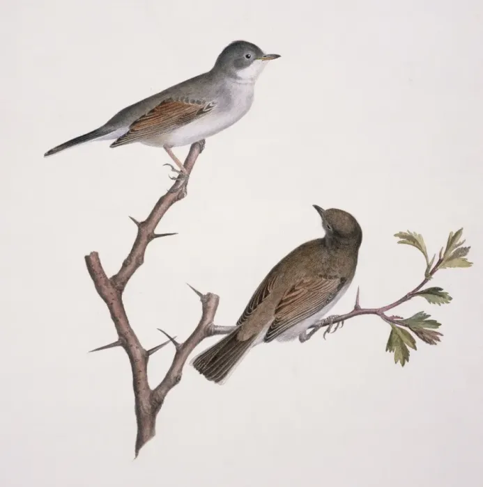 Framed Print : Sylvia communis, greater whitethroat Framed Print : Sylvia communis, greater whitethroat