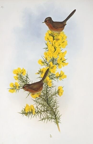 Sylvia undata, Dartford warbler