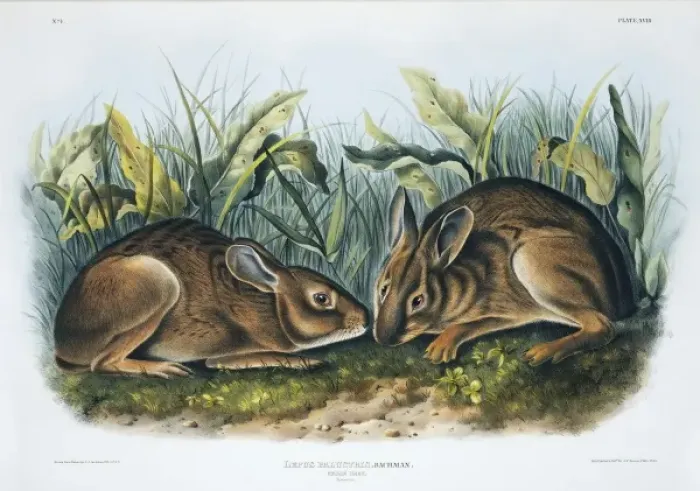 Framed Print : Sylvilagus palustris, marsh rabbit Framed Print : Sylvilagus palustris, marsh rabbit