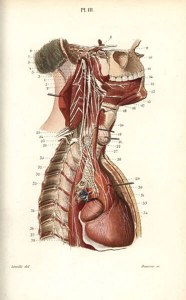 Sympathetic nervous system in the cardiac plexus