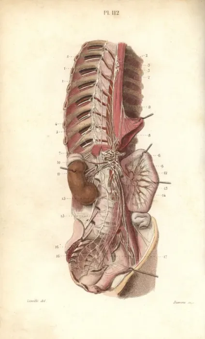 Framed Print : Sympathetic nervous system in the thoracic Framed Print : Sympathetic nervous system in the thoracic