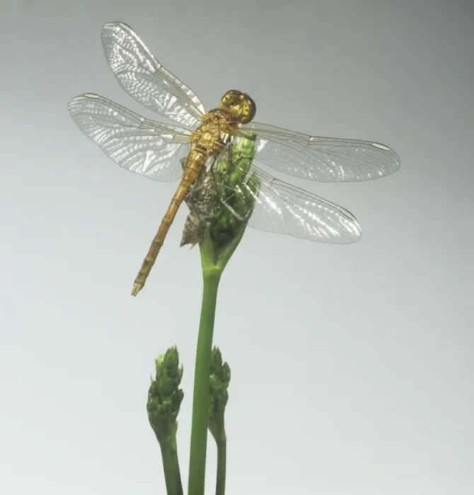 Framed Print : Sympetrum striolatum, common darter dragonfly Framed Print : Sympetrum striolatum, common darter dragonfly