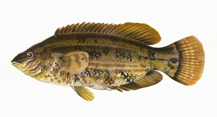Framed Print : Symphodus bailloni, or Baillons Wrasse Framed Print : Symphodus bailloni, or Baillons Wrasse