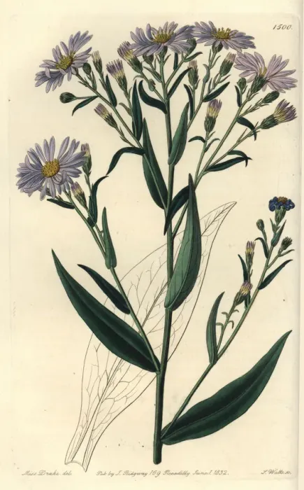 Framed Print : Symphyotrichum laeve Framed Print : Symphyotrichum laeve