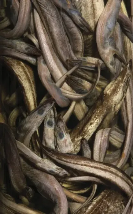 Framed Print : Synaphobranchus kaupi, arrowtooth eel Framed Print : Synaphobranchus kaupi, arrowtooth eel