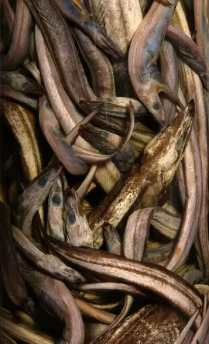 Framed Print : Synaphobranchus kaupi, arrowtooth eel Framed Print : Synaphobranchus kaupi, arrowtooth eel