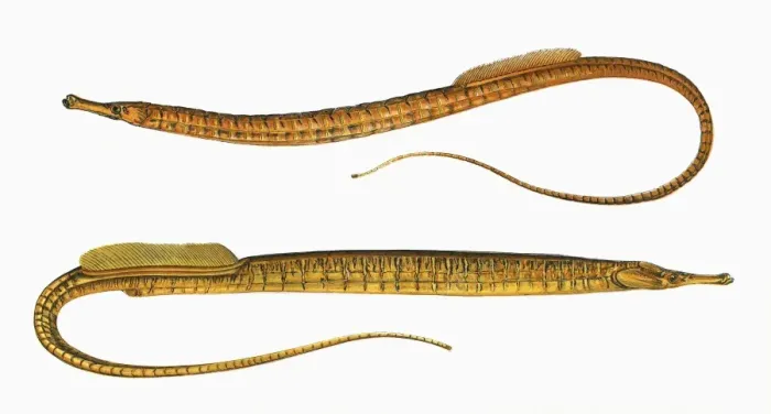 Framed Print : Syngnathus aequoreus, or Ocean Pipefish Framed Print : Syngnathus aequoreus, or Ocean Pipefish